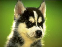 ����Ӫ��ʳ�ף���ͼ��