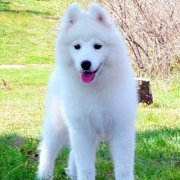 ������ʲô��Ӫ����ͼ��