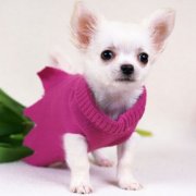 �����޳�ʲô�̷ۺã�ͼ��