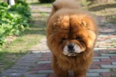 ��ʨι��ע���������ͼ��