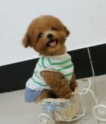 2���µ�̩�ϳ�ʲô��ͼ��