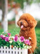 ���´��̩����Ȯ��ţ�̻��Ǻ����̷ۺã�