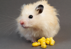 �����ʲô��