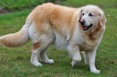 ���ﹷ��ʲô��