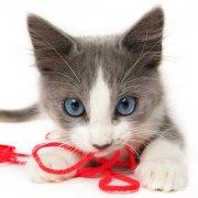 ��èһ��Զ���è����ͼ��