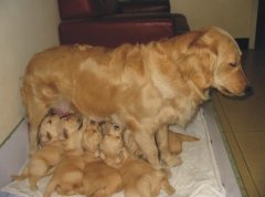 ĸȮ�����ʲô��