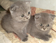 ��èһ�γԶ����̷�