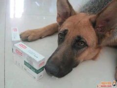 �ȵ�����������