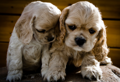 4������Ȯ��ʲô��