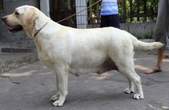 ��������Ҫ������ЩӪ����