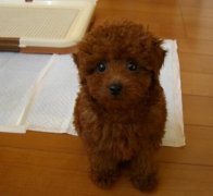 ���ﹷ������ô��