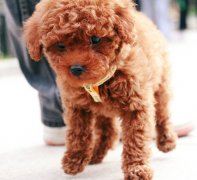 ̩����Ȯ��ʲô��