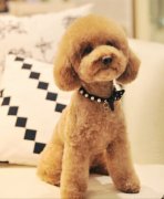 �����̩������ô�죨ͼ��