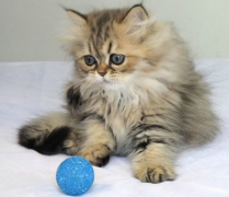 è��ι����ʲô��