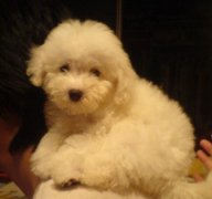 ������ë�ڼ���Ҫ��ЩӪ����ͼ��