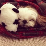 �����µĽ�ë��ʲô