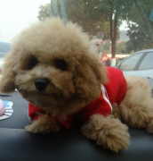 ����ȮŻ����ϡ