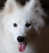 2���¶�ţȮ��ʲô