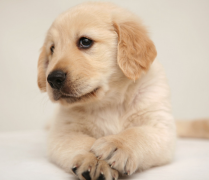 ϲ�ֵ���ϡ��ʲôҩ