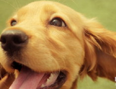 ����˹��ǰ������ô����