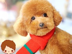 ̩�ϳ�����������