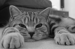 è����Ż����ô���£�