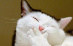 è��������������ϡЧ������