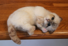 è����ֳ�θ��Ӧ���Ӧ�ԣ�