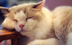 è��Ӫ�����ó�һ��?è��Ӫ������ʲô��