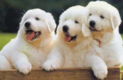 ������ʲô��Ƭ�ã�����ʲôʱ���ʺϳԸ�Ƭ