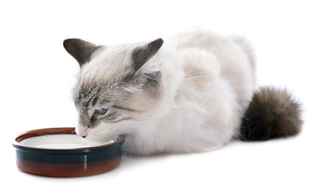 ����������è�Ĵ���ʣ��ӹ�ע��è��ר�õ�