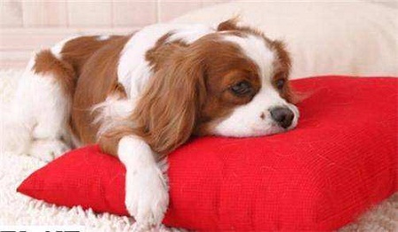 ����ȱ��΢��Ԫ��Σ��������ʳ�?������FDA