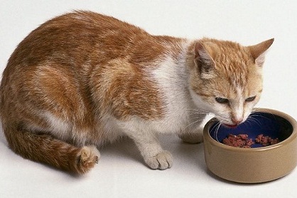 ��θ������������ôѡ���ȵǳ�θ��ʳ�ü�ԭ