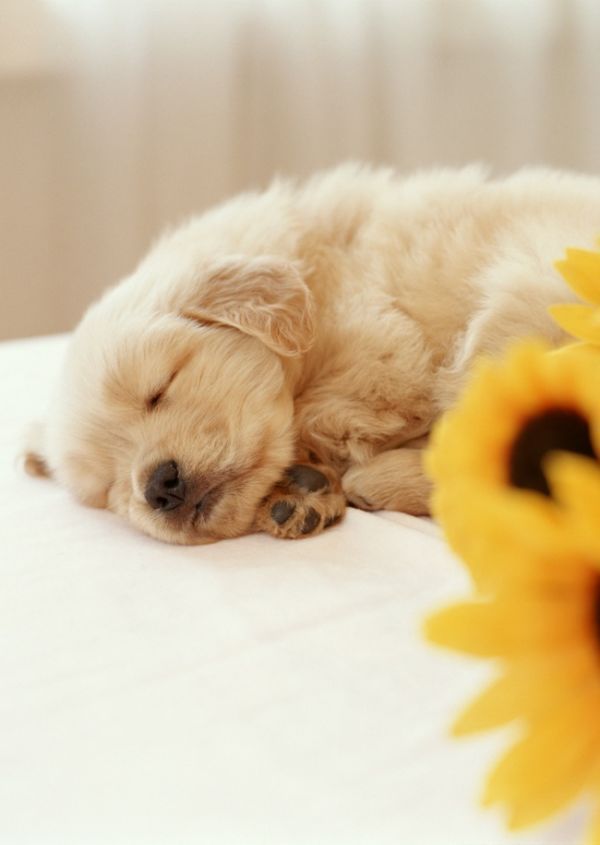 ʲô�ǳ�θ������θ����ʲô�ã�