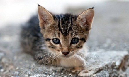 �����ٻ�����FDA��֤�Ĺȵǲ�Ʒ֮һ������