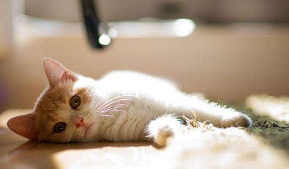 �ȵǳ�θ��3000��������ƽ����� ���ɸ㶨