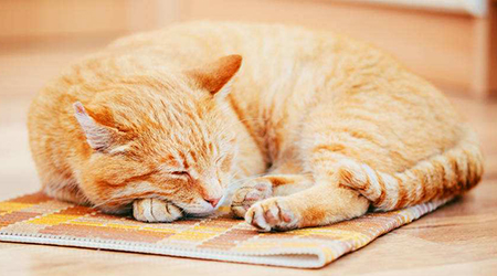 �ȵ����̷� Bվ������Ȧ���ʺ�����ʢ�󿪲�