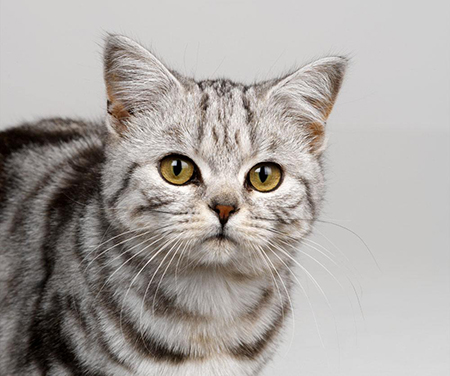 �ȵ�ֻ������ Ϊ���ػ����轡��